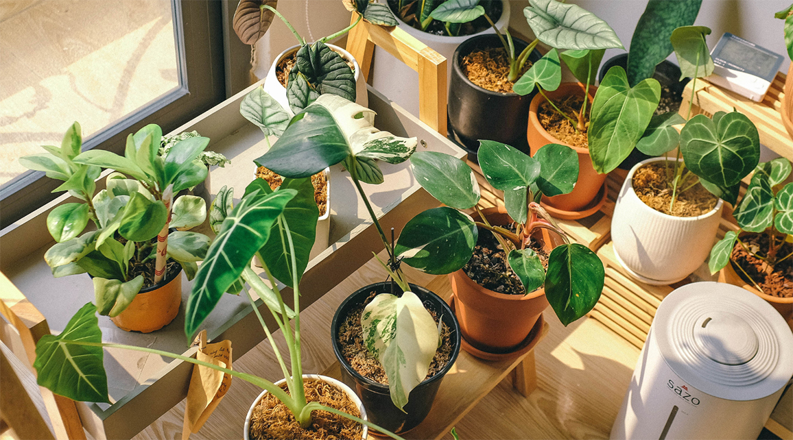 Overwintering Potted Plants  